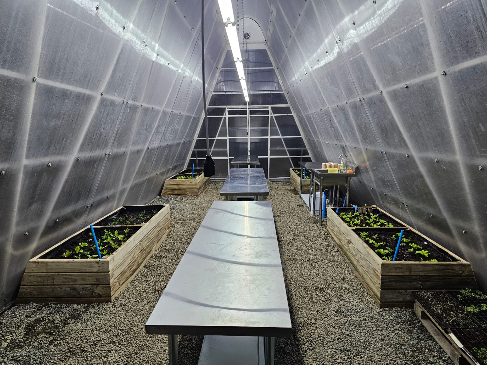 Interior del invernadero del Patio Vivo Cultivable, con cajones de cultivo con plantines, mesas de trabajo y un lavaplatos